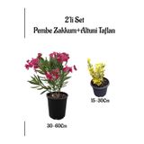 Pembe Renk Zakkum Çiçeği Fidanı+Altuni Taflan Çit Bitkisi Saksılı Bahçe Bitkileri, SRD04022025BYB866