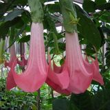 Pembe Renkli Melek Borazanı Çiçeği Fidanı 10-20 Cm