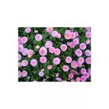 Pembe Renkli Seker Tabagi Cicegi Tohumu (50 Tohum)