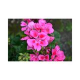 Pembe Sakız Sardunya Çiçeği 10-20 Cm