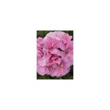 Pembe Sakız Sardunya Çiçeği Fidanı 10-20 Cm