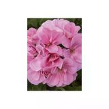 Pembe Sakız Sardunya Çiçeği Fidanı 10Cm-30Cm