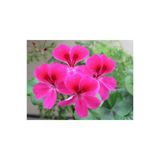 Pembe Sardunya Çiçeği Fidanı 10Cm-30Cm