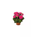 Pembe Sardunya Çiçeği Fidesi 10-20 Cm