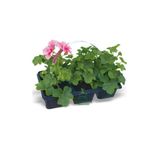 Pembe Sardunya Fidesi 2 Adet Saksılı 10-25CM Salon Balkon Çiçeği
