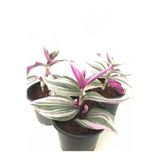 Pembe Telgraf Çiçeği Fidanı 10-20 Cm Cn104100000pem