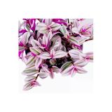 Pembe Telgraf Çiçeği Fidanı Nanouk Telgraf Çiçeği 10-20 Cm
