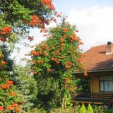 Pembe Trompet Campsis Radicans Çiçeği Ağacı Tohumu(5 tohum)
