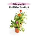 Pembe-Turuncu-Kırmızı Renk Gazanya Çiçeği 3 Adet Saksılı 10-20Cm Balkon Çiçeği, BTS0101NA1307