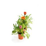 Pembe-Turuncu-Kırmızı Renk Gazanya Çiçeği 3 Adet Saksılı 10-20Cm Balkon Çiçeği, SRD03022025BYB85