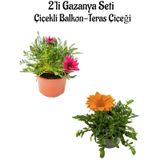 Pembe-turuncu Renk Gazanya Çiçeği 2 Adet Saksılı 10-20cm Bahçe Balkon Çiçeği