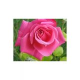 Pembe Yediveren Aşılı Saksıda Gül Fidanı 10-20 cm