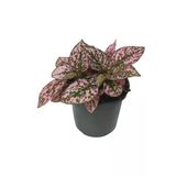 Pembe Yeşil Fittonia Hostes Çiçeği Fidanı Çilli 10-20 Cm