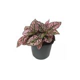 Pembe Yeşil Fittonia Hostes Çiçeği Fidanı Çilli Yaprak Güzeli 10-20 Cm