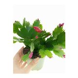 Pembe Yılbaşı Çiçeği Fidanı 1 Adet Saksılı Salon Ofis Çiçeği Schlumbergera, GDB22112024NA93