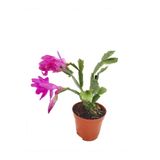 Pembe Yılbaşı Çiçeği Fidanı 5Cm-20Cm