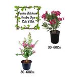 Pembe Zakkum Çiçeği 1 Adet+ Pembe Oya Ağacı 1 Adet Saksılı Bahçe Seti, SRD04022025BYB1199