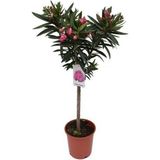 Pembe Zakkum Çiçeği Fidanı 30-50 cm