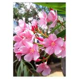 Pembe Zakkum Çiceği Fidanı 30-60 Cm