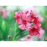 Pembe Zakkum Çiçeği Tohumu