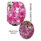 Pembe Zakkum Fidanı 1ADET Saksılı 30-60cm- Erguvan Ağacı 1 ADET 40-70CM