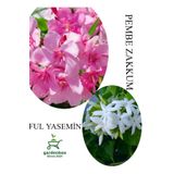 Pembe Zakkum Fidanı 1ADET Saksılı 30-60cm- Ful Yasemin Çiçeği 1 ADET 30-50CM