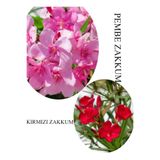 Pembe Zakkum Fidanı 1Adet Saksılı 30-60Cm -Kırmızı Zakkum 1 Adet 30-60Cm, BTS060624NA38