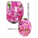 Pembe Zakkum Fidanı 1ADET Saksılı 30-60cm-Pembe Oya Ağacı 1 ADET 30-60CM