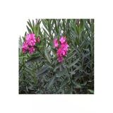 Pembe Zakkum Fidanı 30-60 Cm