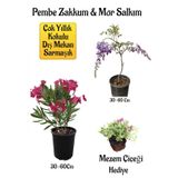 Pembe Zakkum Fidanı+Mor Salkım Ağacı Fidanı Mezem Çiçeği Hediyeli Bahçe Peyzaj Seti
