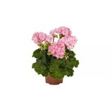 Pembiş Sardunya Çiçeği Fidesi Fidanı Pembe Renk 10-20 cm