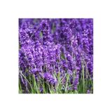 Pencere Kenarı İçin Lavanta Çiçeği Fidanı 10-20 Cm