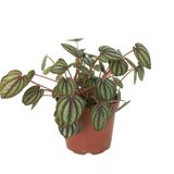 Peperomia Albovittata (Zümrüt Dalgası Çiçeği)