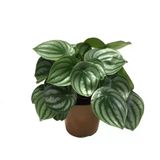 Peperomia Argyreia (Karpuz Çiçeği)