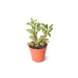 Peperomia Asperula 5,5Cm Ø - Yeşil Bitki