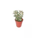 Peperomia Asperula - Peperomia Kaktüs Sukulent Mini - Ev Ofis Salon Iç Mekan Bitkisi - 10 Cm