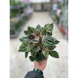 Peperomia Caperata 'Buenos Aires' (Zümrüt Dalgası Çiçeği)