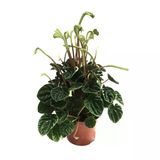 Peperomia Caperata 'Emerald Ripple' (Zümrüt Dalgası Çiçeği)