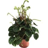 Peperomia Caperata emerald Ripple