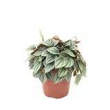 Peperomia Caperata 'Napoli Nights' (Zümrüt Dalgası Çiçeği)