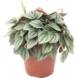 Peperomia Caperata 'Napoli Nights'