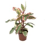 Peperomia Clusiifolia 'Jelly' (Zümrüt Dalgası Çiçeği)