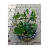 Peperomia Dekoratif Saksıda