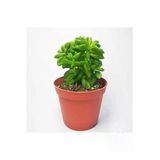 Peperomia Nivalis Sukulent 5,5 Cm Saksıda