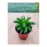 Peperomia Nuvelis ( 5,5 Cm Saksıda) Nadir Tur Sukuklent