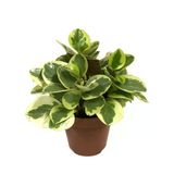 Peperomia Obtipan 'Bicolor' (Zümrüt Dalgası Çiçeği)