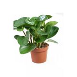 Peperomia Obtipan