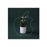 Peperomia Obtusifolia 10.5 Seramik Saksıda