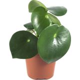 Peperomia Polybotrya (Yağmur Damlası Bitkisi)