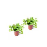 Peperomia Rotundifolia - Set 2 Adet Zümrüt Dalgası Çiçeği Mini - Ev Ofis Salon Iç Mekan Bitkisi
